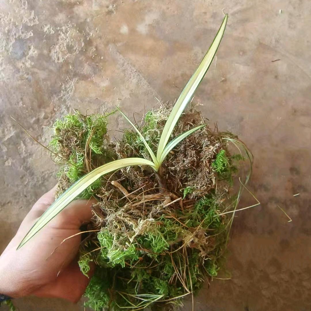 云南资源（小强）