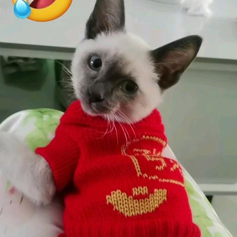 এ᭄ꦿ小阿姨࿐