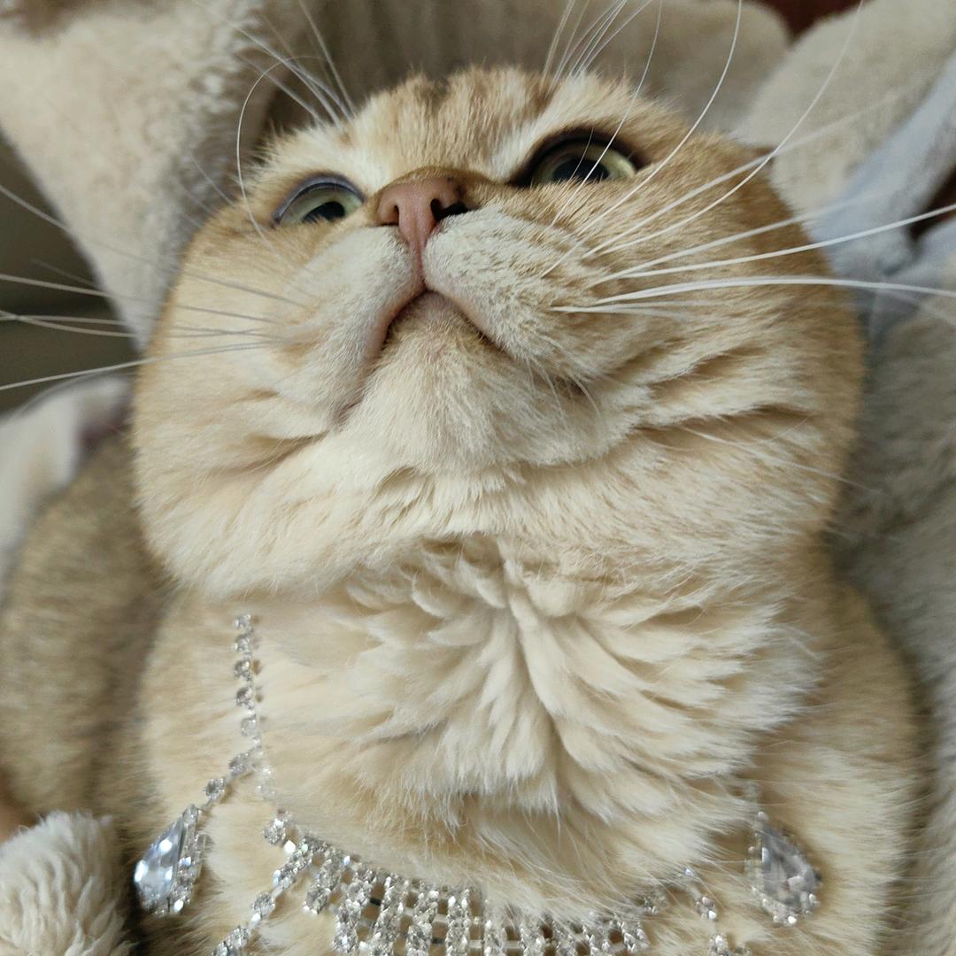 就烦我吃榴莲吗