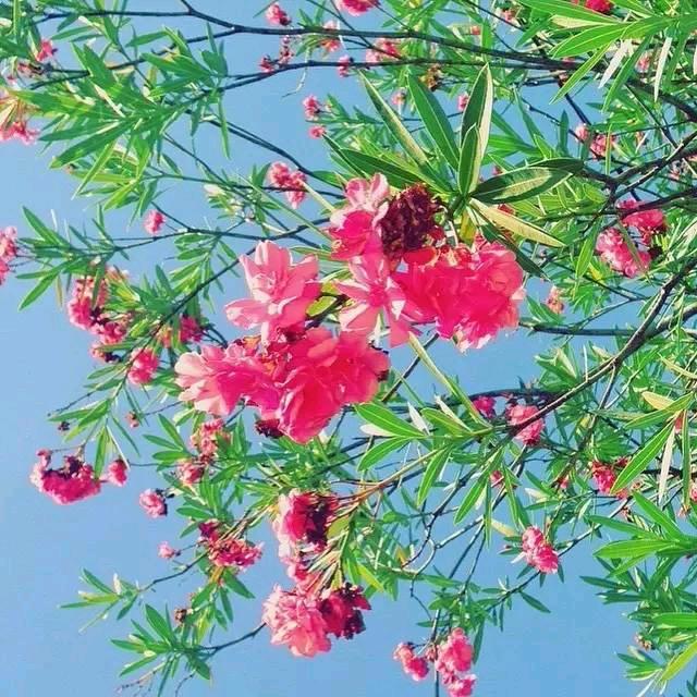 🌹🌺领领🌺🌹