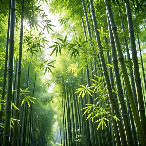 刘初轩头像