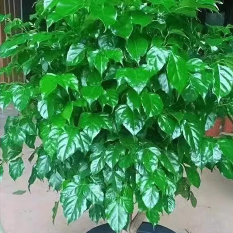 天长地久