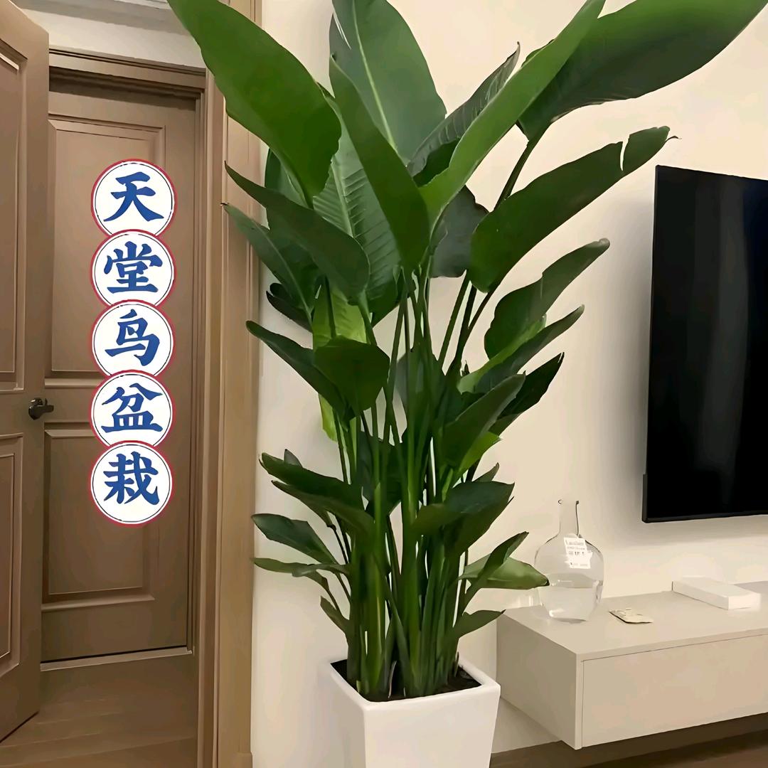 花野自在