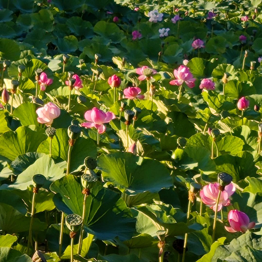 正面回应比事件