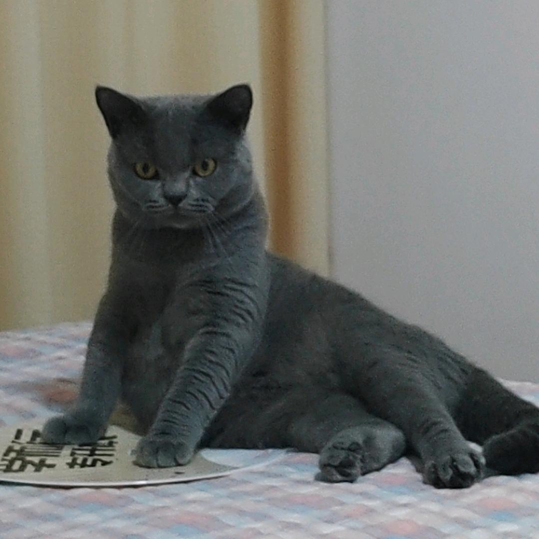 宠猫团团