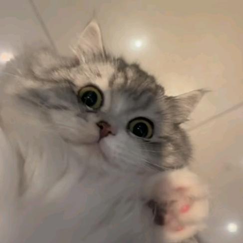橙成