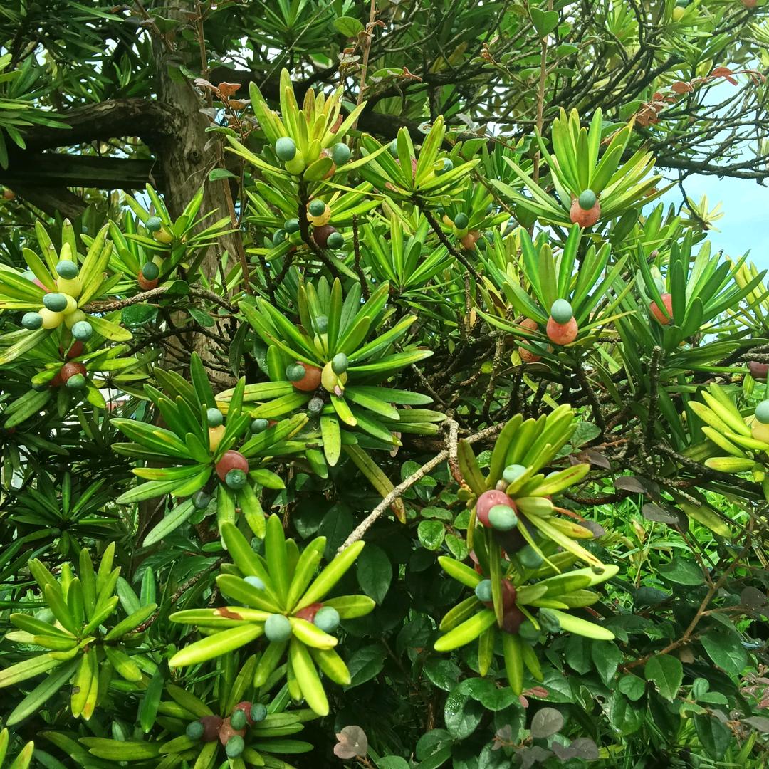 燕姐11