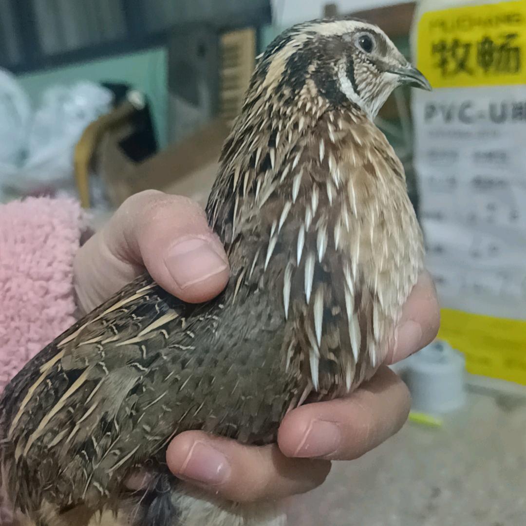 丁村乡自会养殖场