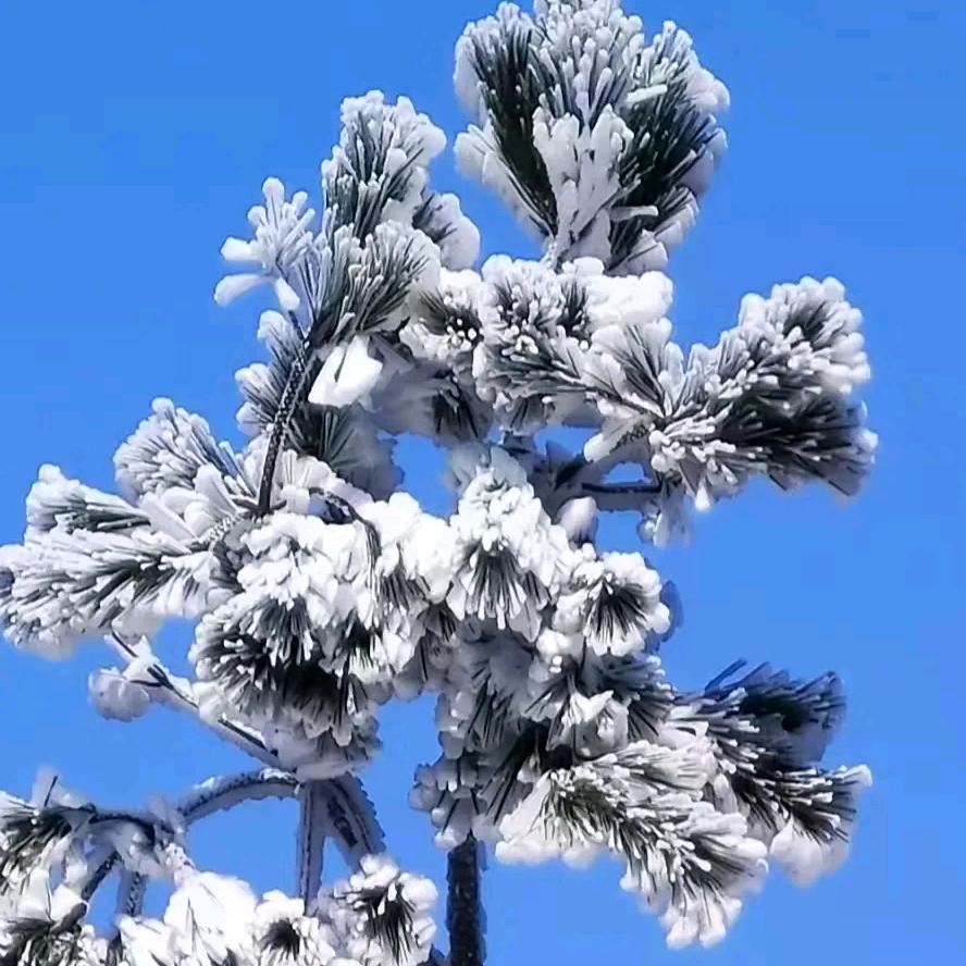 哈哈古
