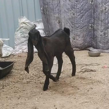 通许养殖李二龙