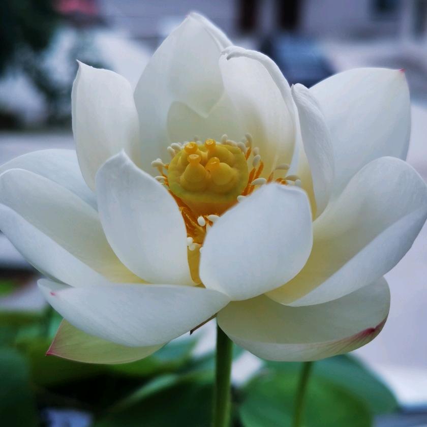 远方的森林