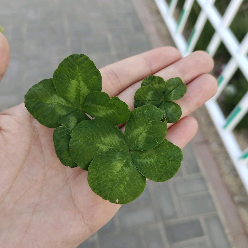 🍓㣻罖