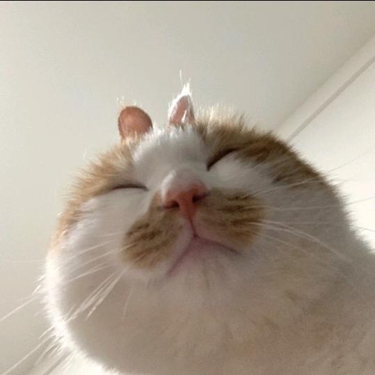 糕