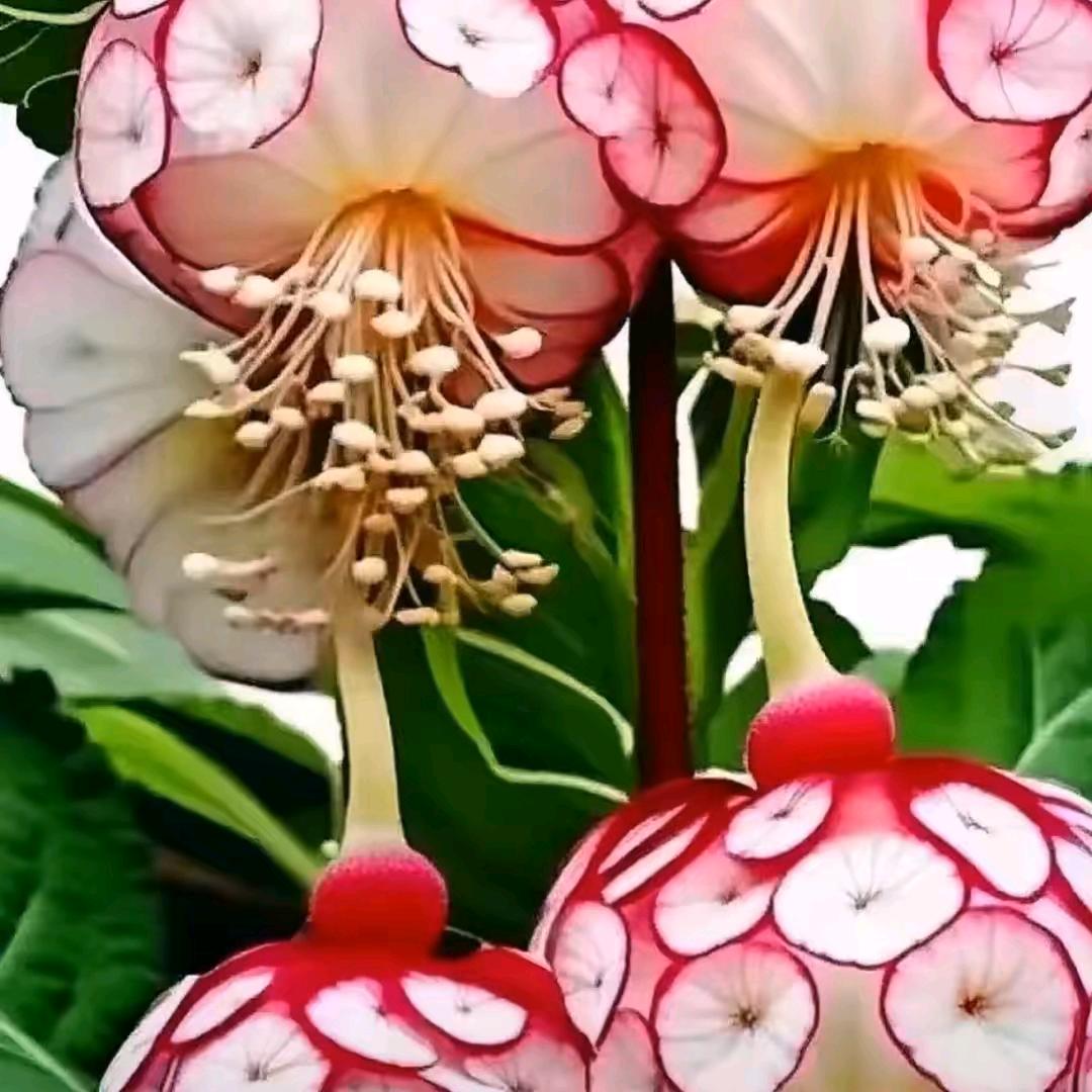 诺言拒绝私聊。