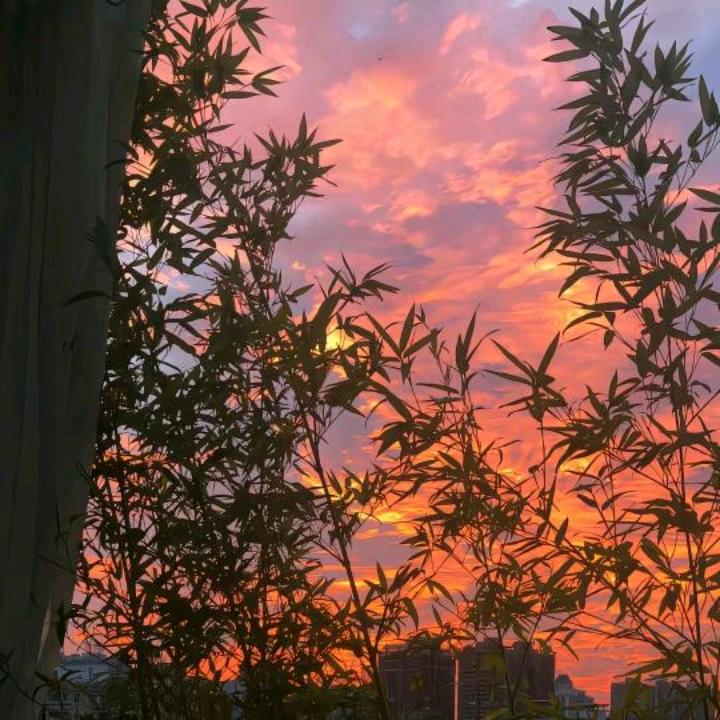 番茄不炒蛋(=^▽^=)