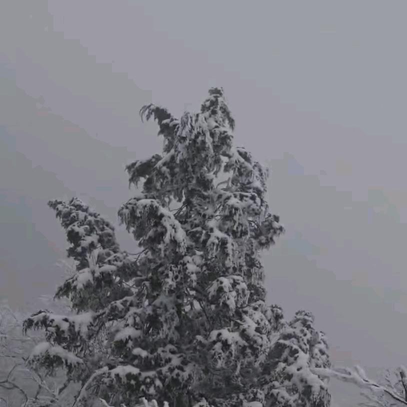 花开月色