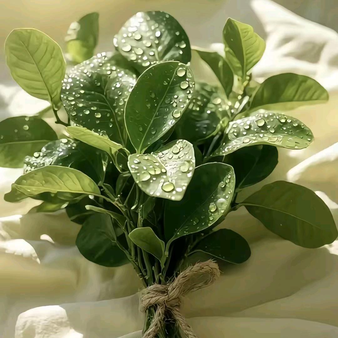 柠檬🍋西柚
