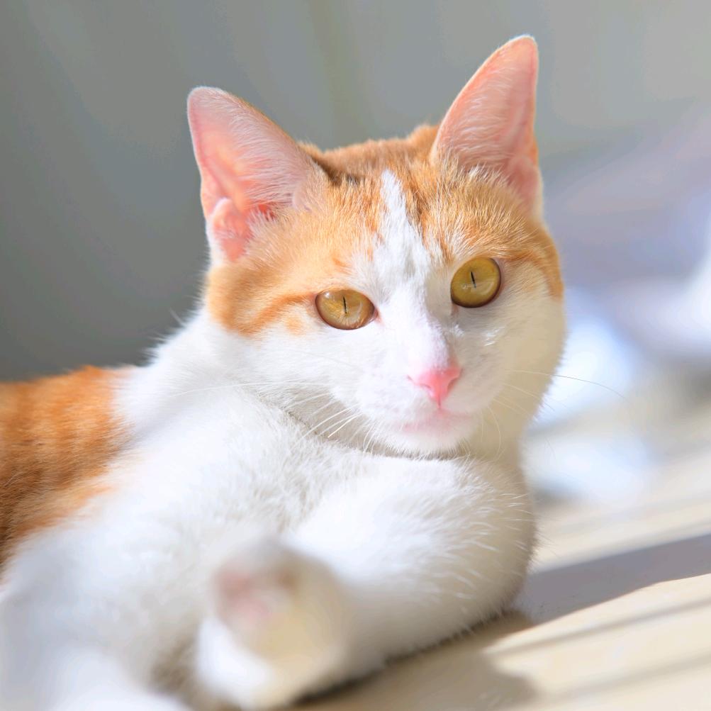 一只橘猫