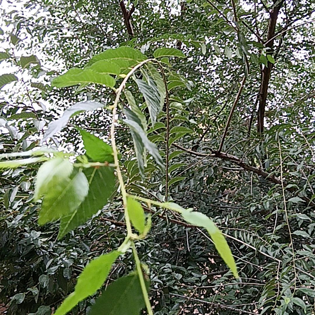 大蒜姐3早6点10分首播