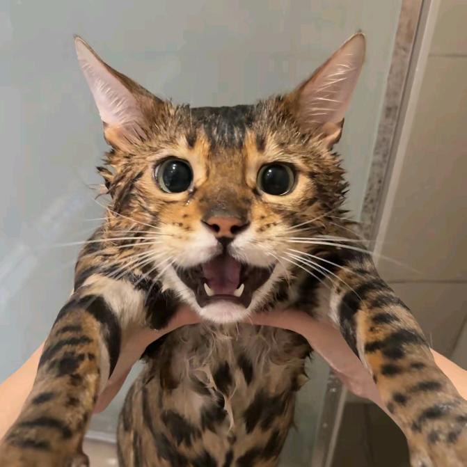 纯情蟑螂火辣辣