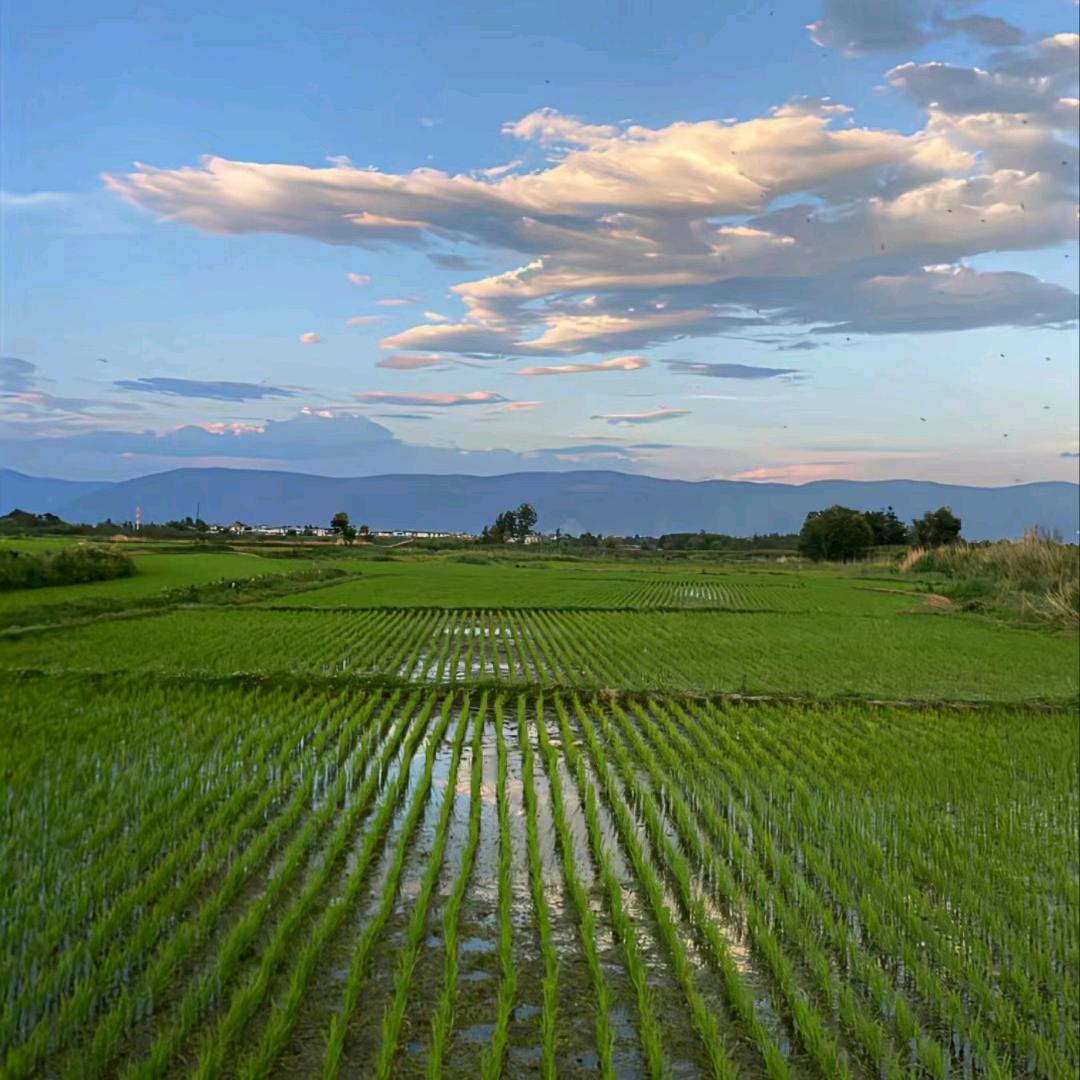 乡村陈明华