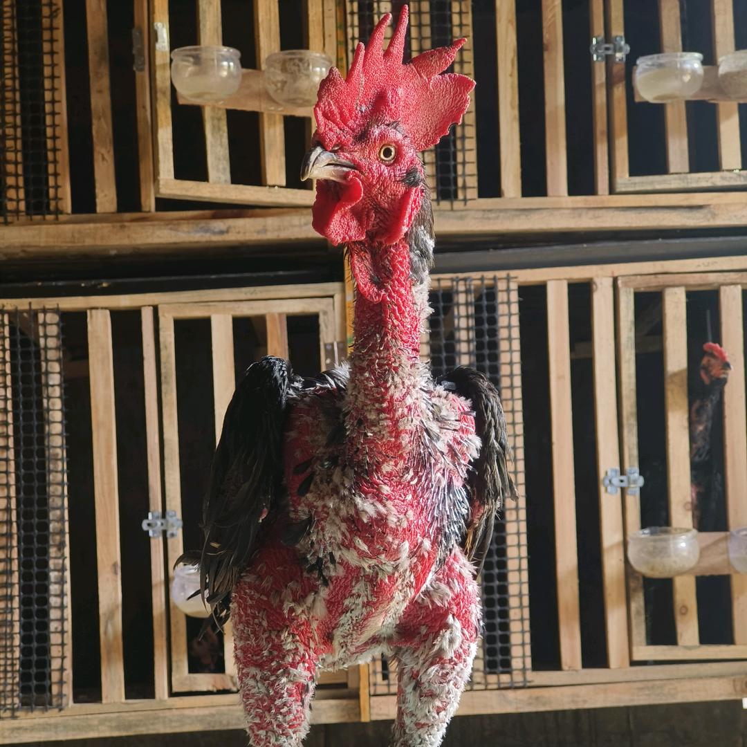 凯里涛哥斗鸡养殖基地3