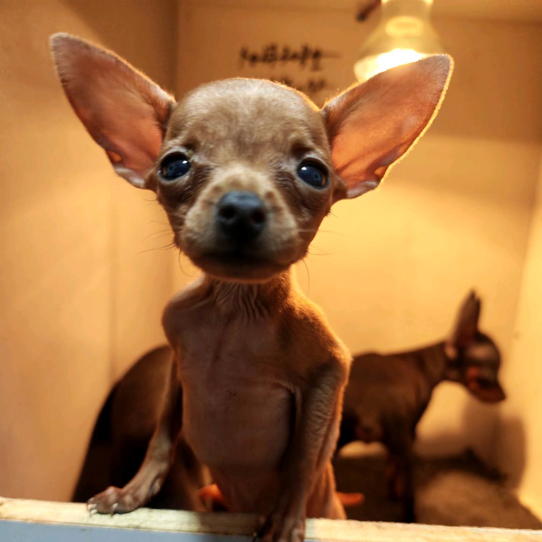 小鹿犬的日常🐶