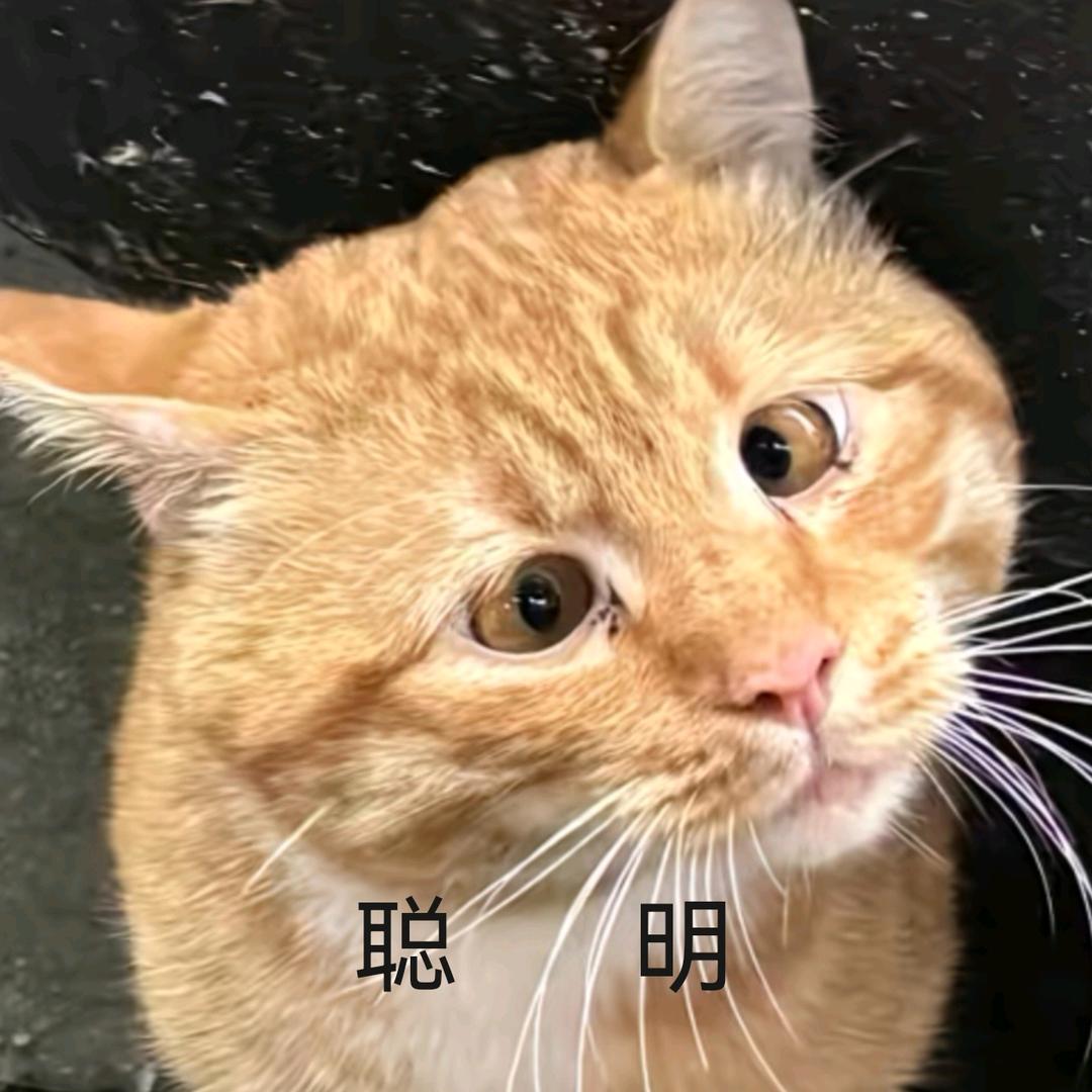 黑少