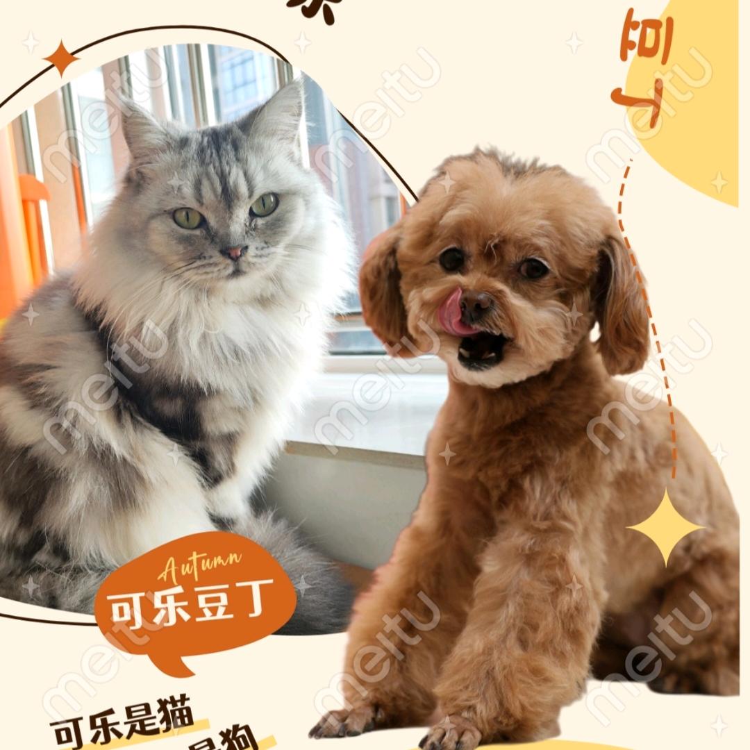 可乐&豆钉