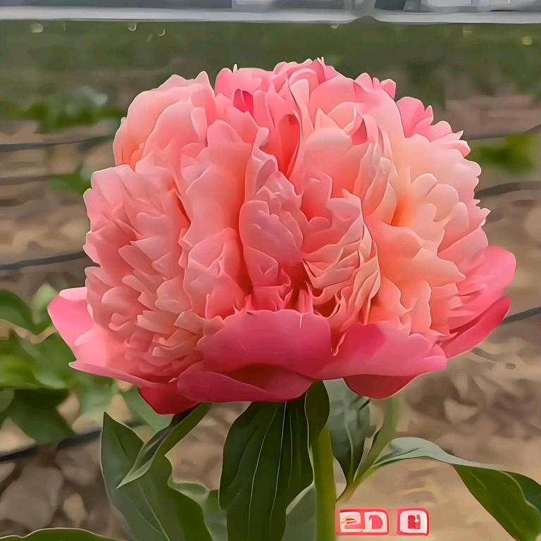 十里芍花