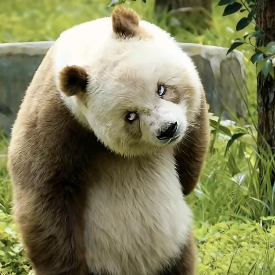 🧸⃤三歪歪🐐