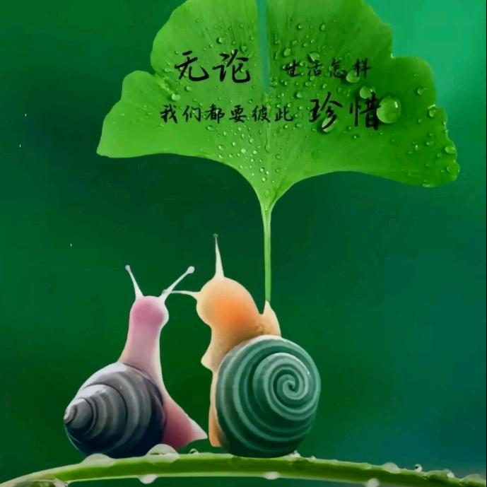 会飞的鱼