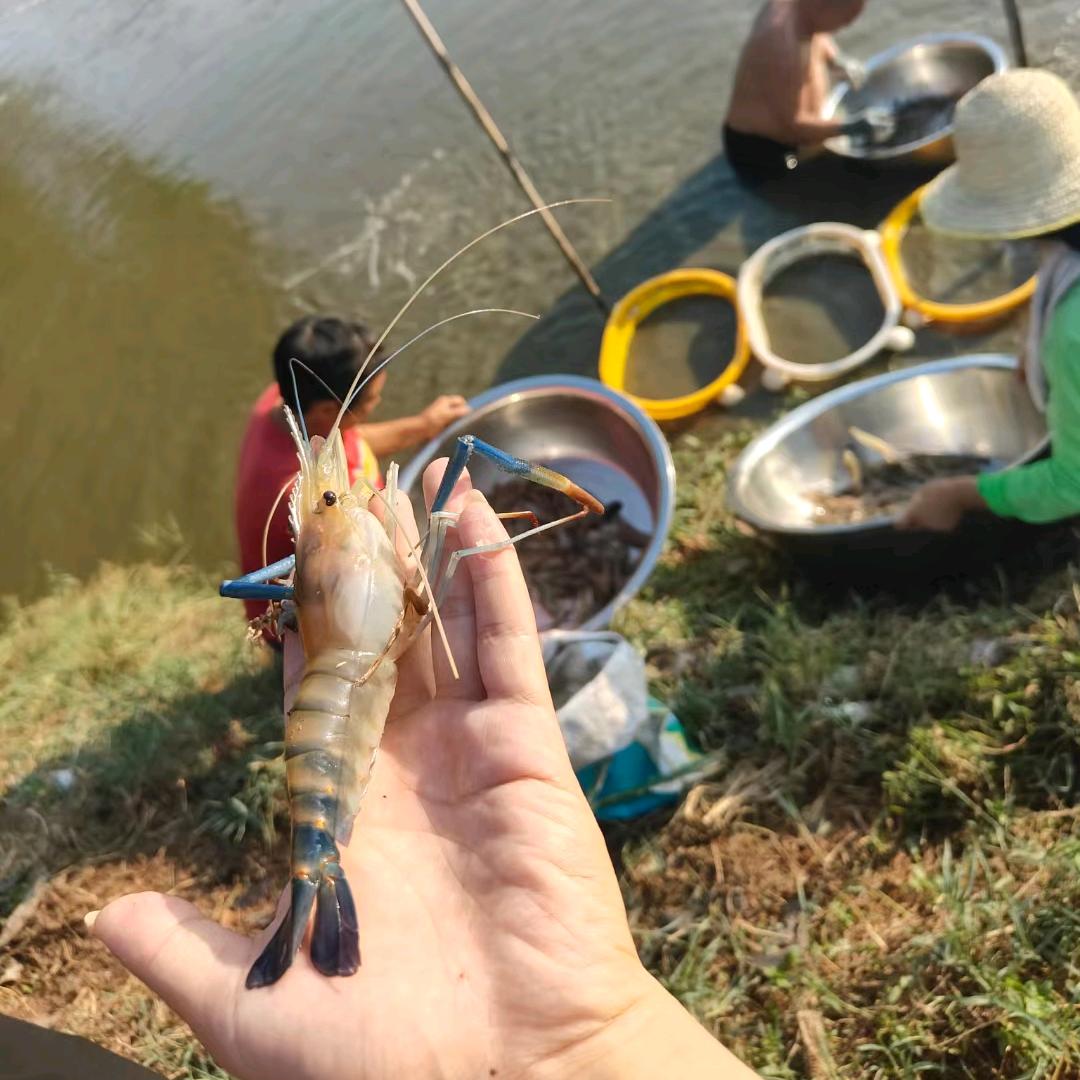罗氏虾🦐俊盛养殖基地