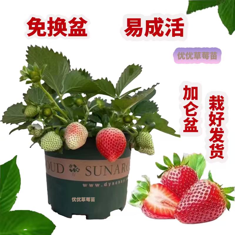 优优草莓苗
