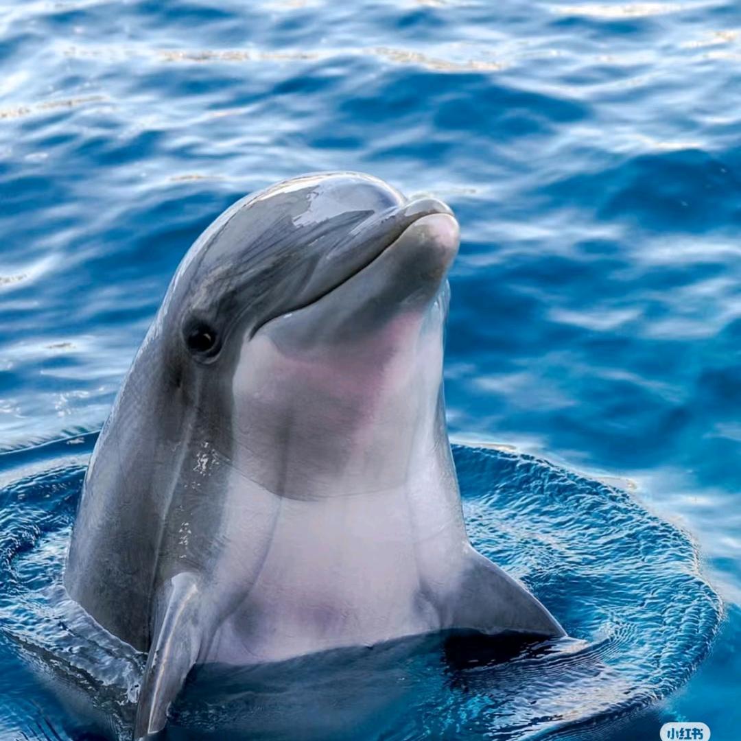 海豚说🌊🐬✨