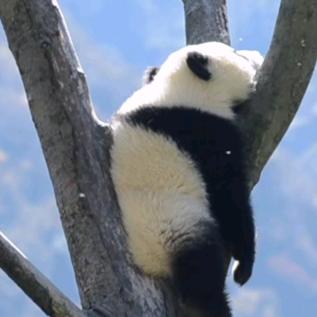 富贵儿吖