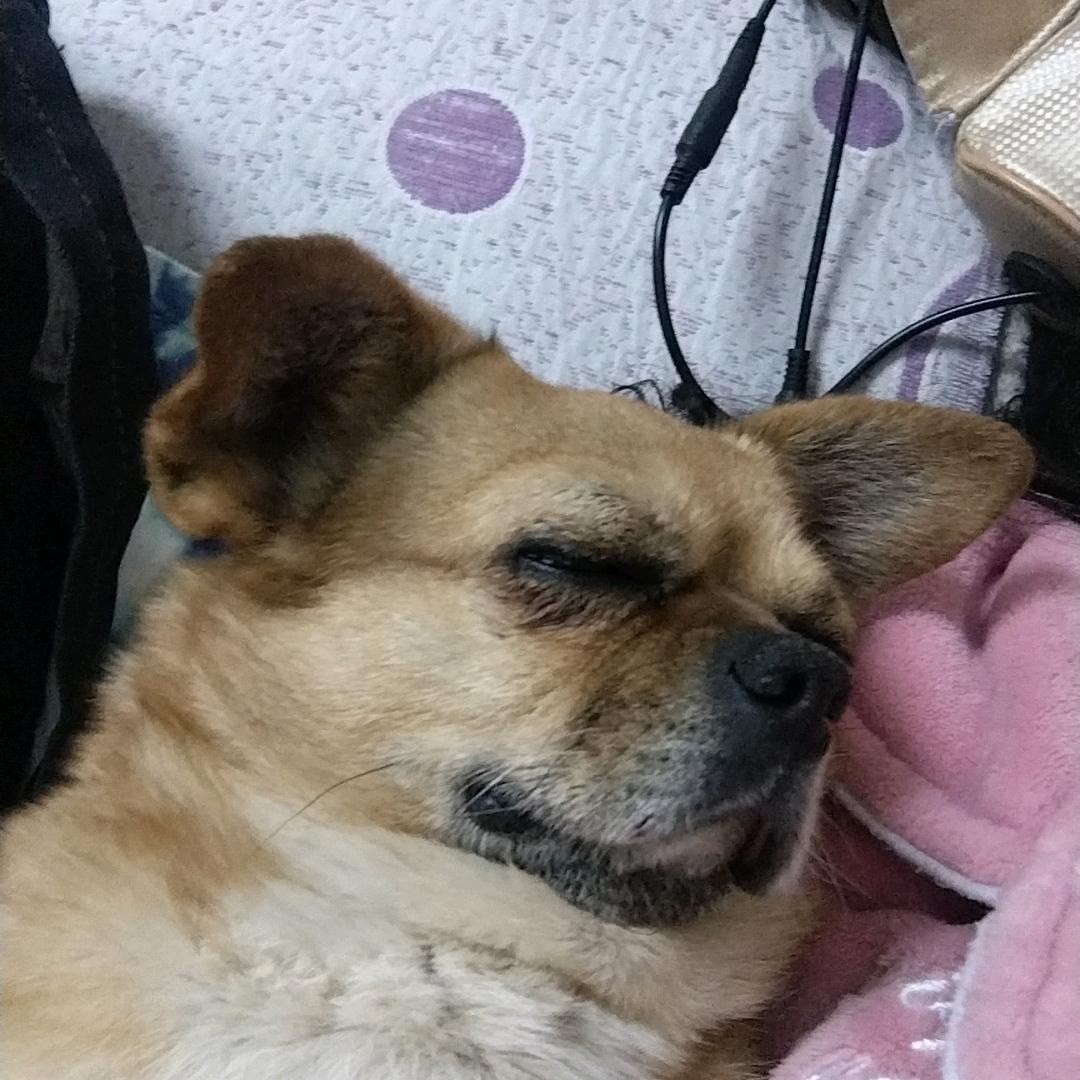 燕子👄