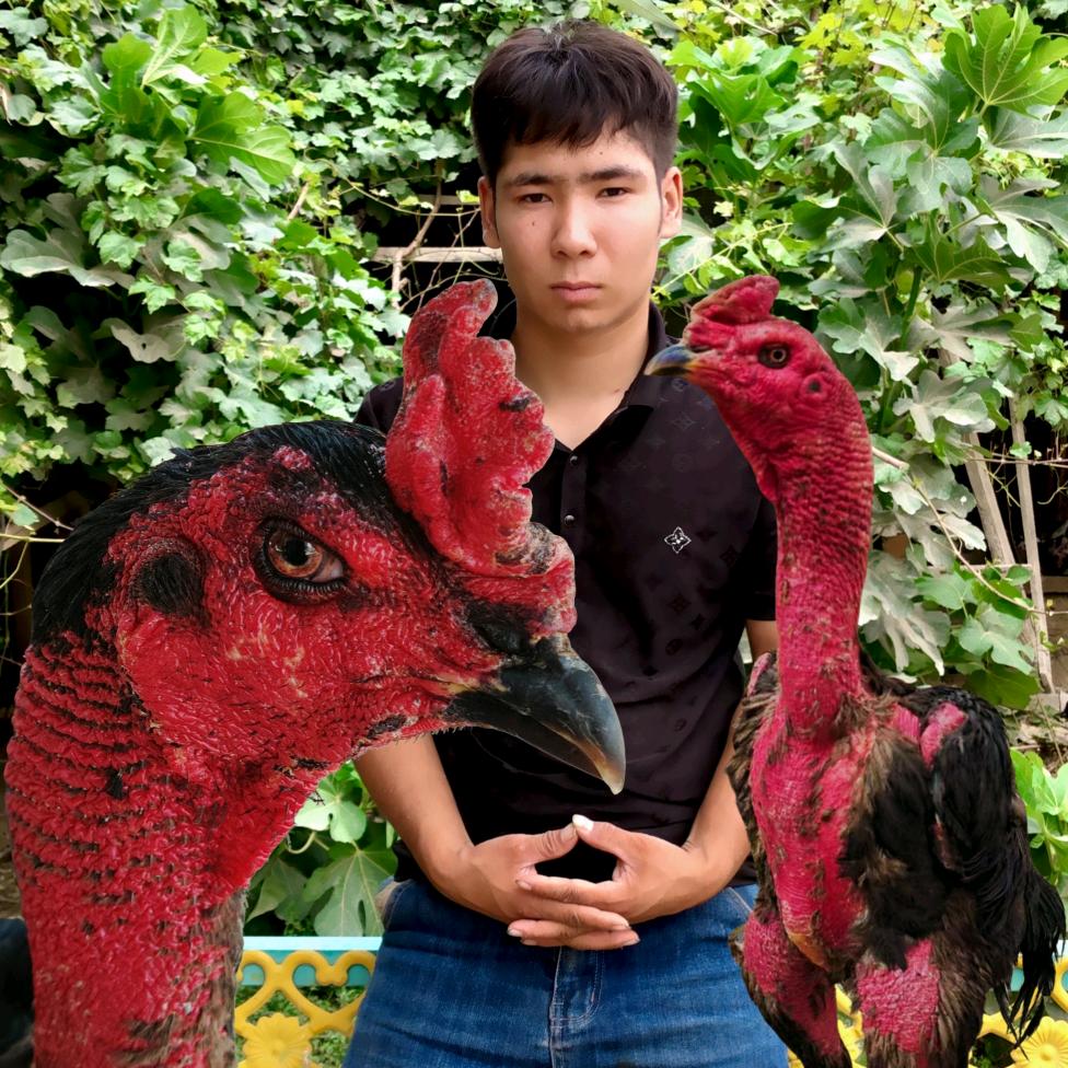 麦盖提县斗鸡大赛货🐔