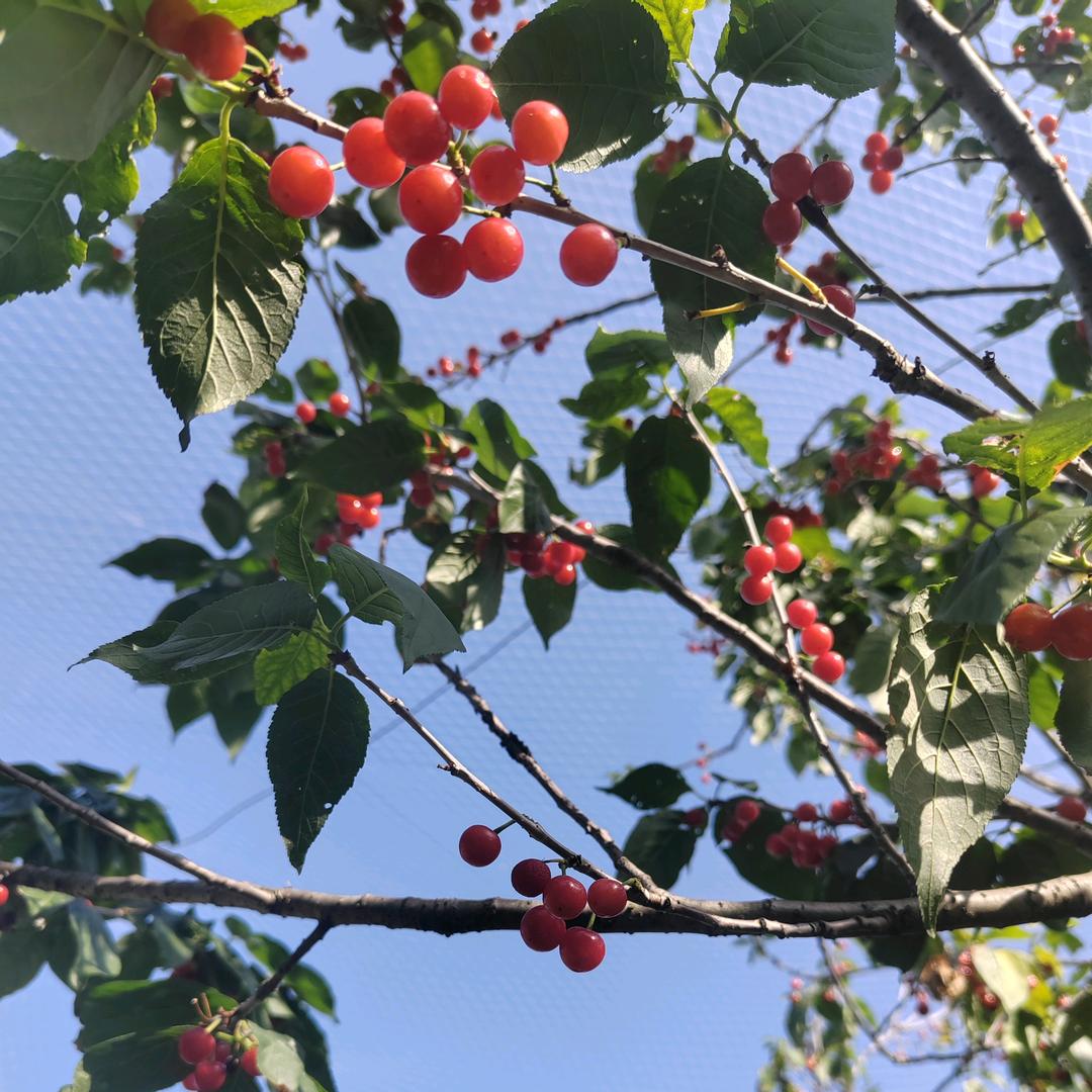 栀子花开