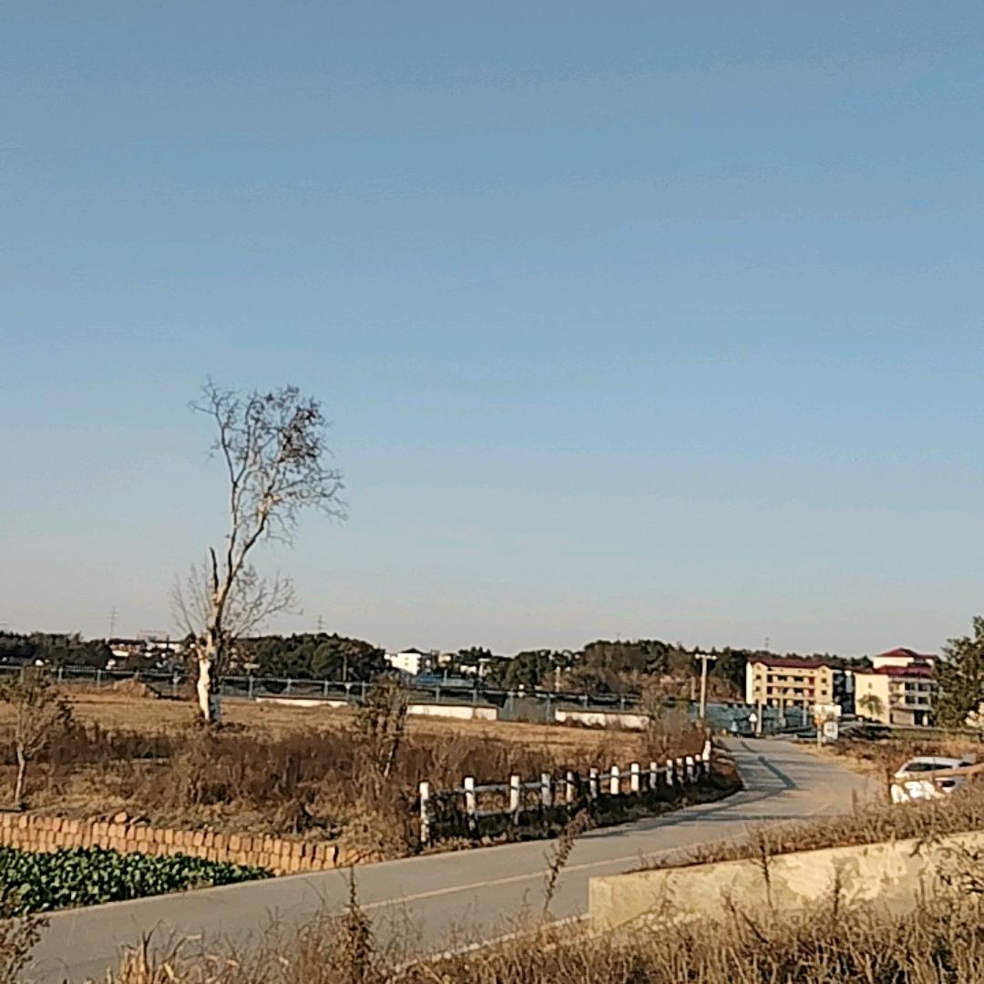 绿菜种植
