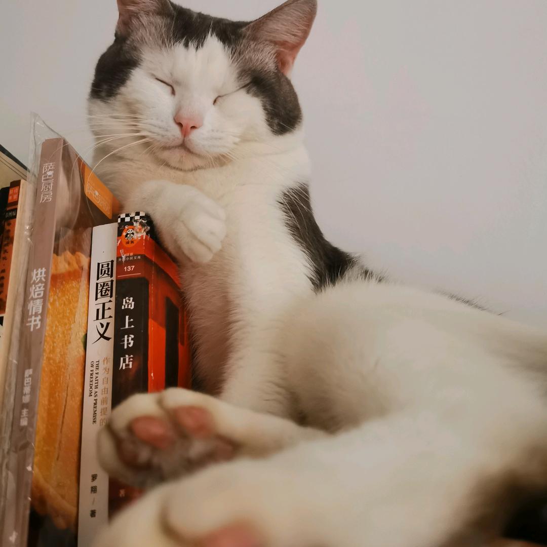 灵小笼