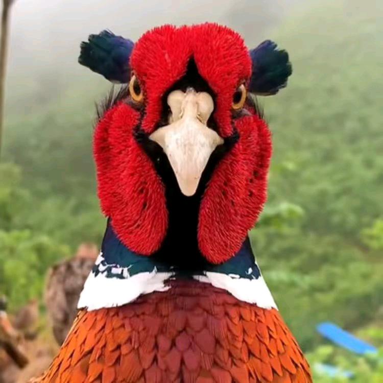 张梁生鲜三农