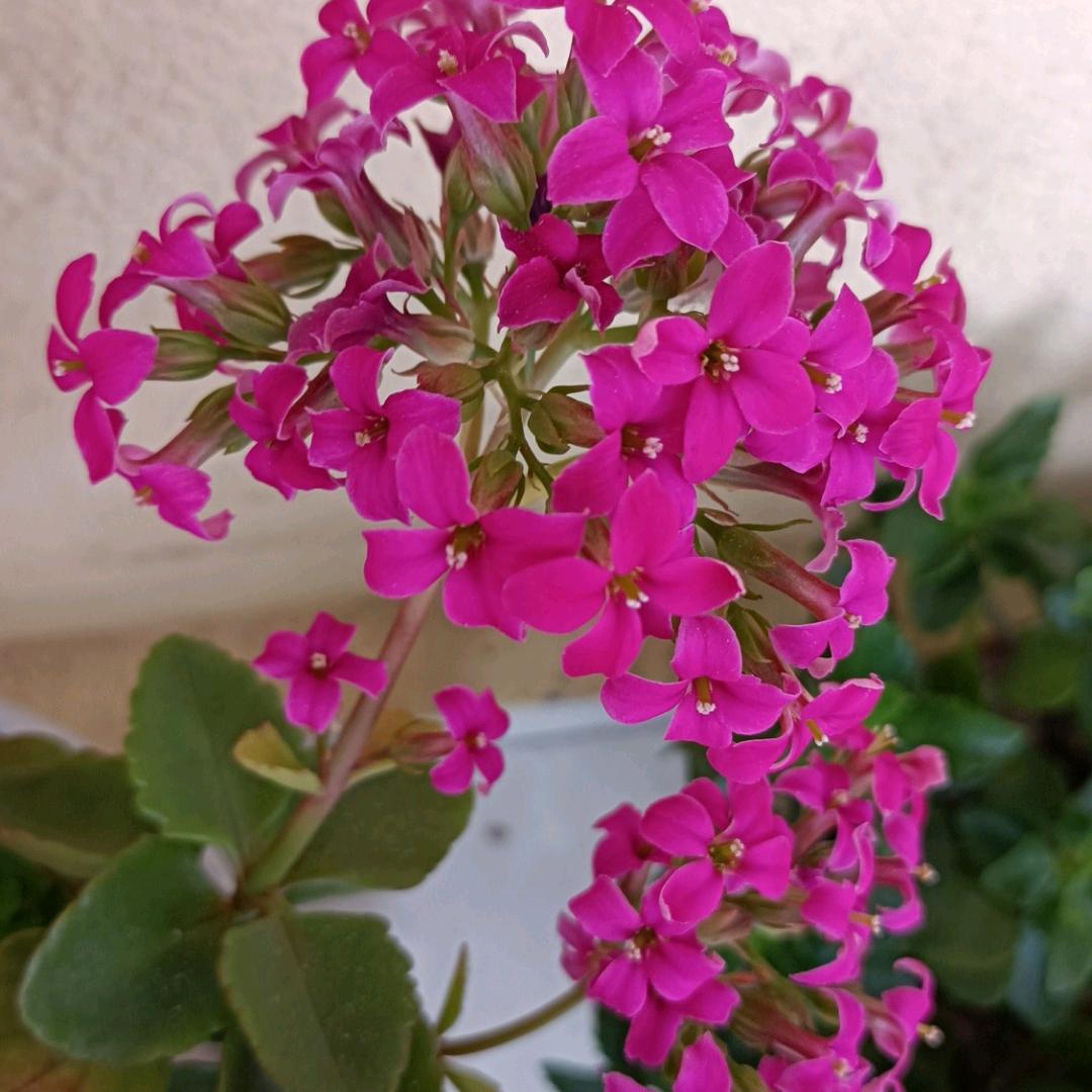 🌸明业成果🌸❤️