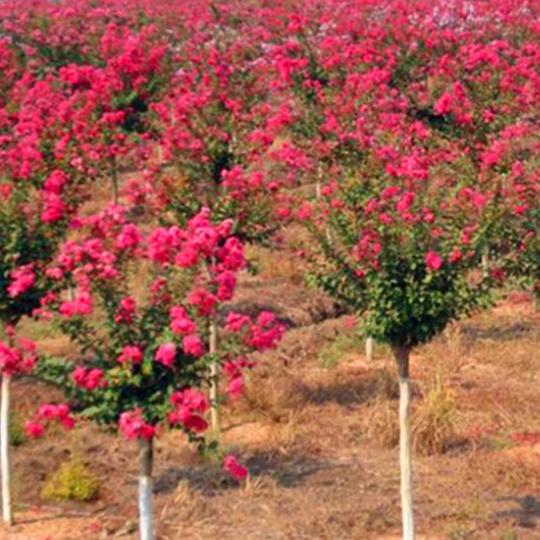 香园花卉1