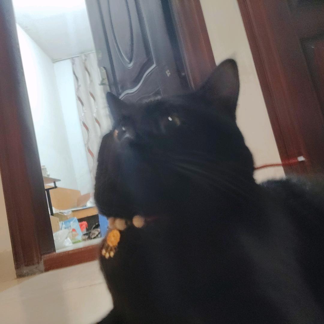 蛋蛋是只猫（棋士）（驹迷）（可露丽）