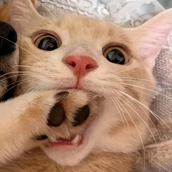 Voyage（俩娃妈）