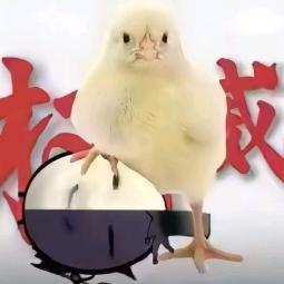 AAA.天才少年批发