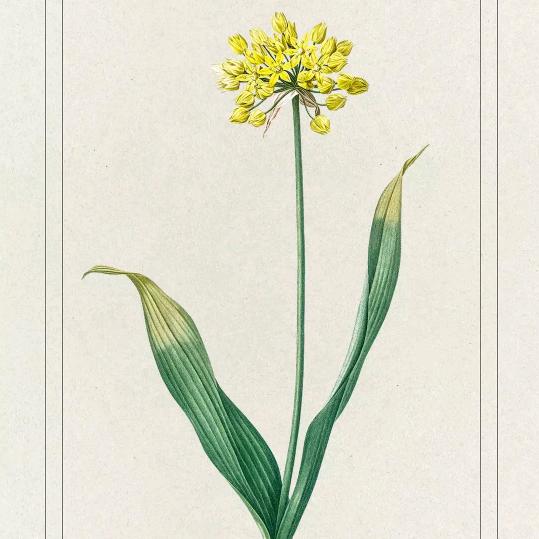 、ᝰ🍀₇¹᭄ꦿ࿐
