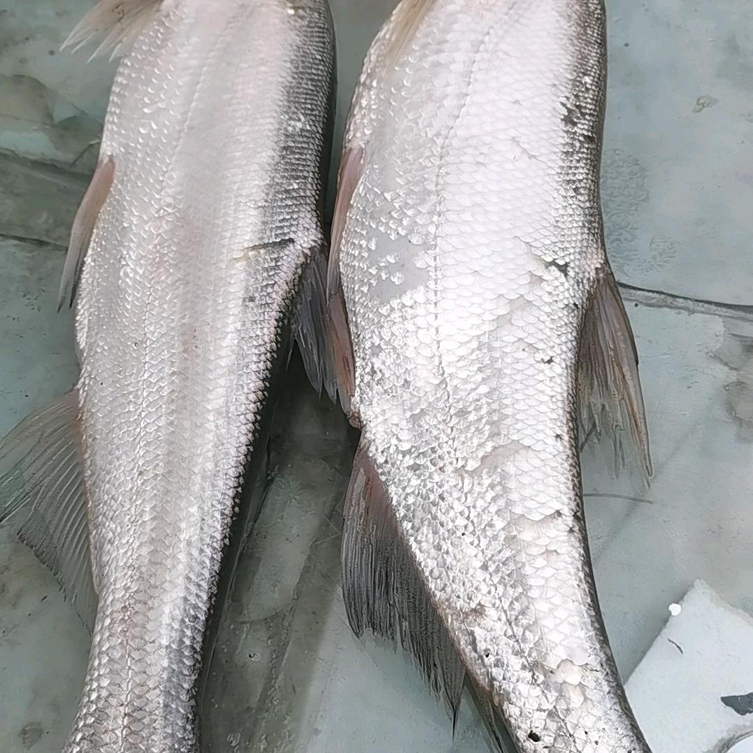 爱钓鱼的人