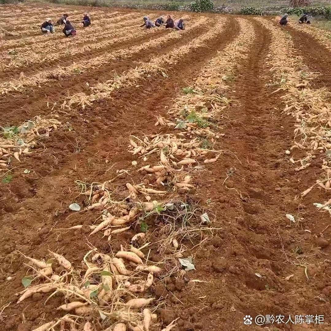 水果红薯